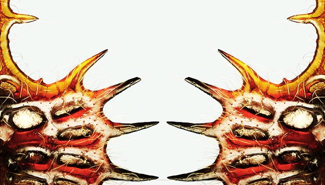 Mostra fotografica: “Superfici. Peregrinazioni entomologiche”