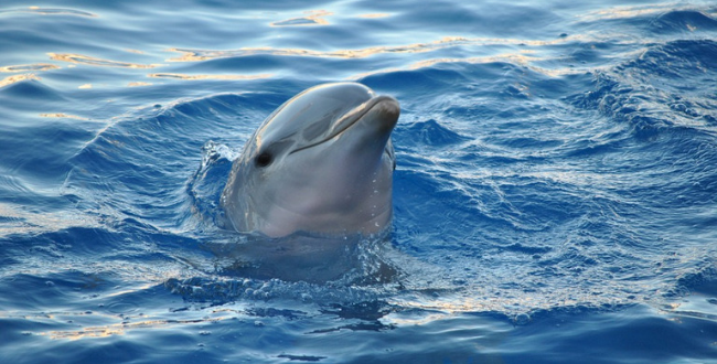 Dolphin Day – Zoomarine