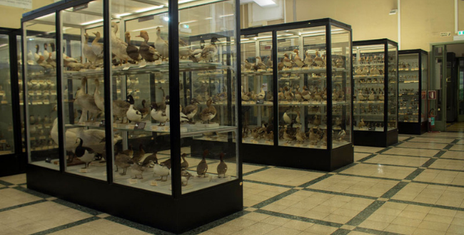 museo civico di zoologia